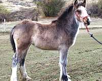 draft-gypsy-vanner-horse