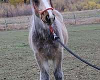 flashy-gypsy-vanner-horse