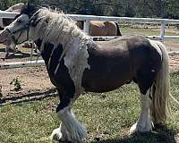 bay-tobiano-horse