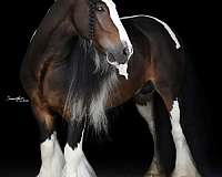 breeding-gypsy-vanner-horse