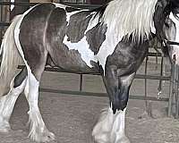 tobiano-horse