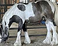 buckskin-tobiano-horse