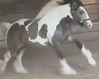 athletic-gypsy-vanner-horse