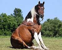 beginner-quarter-horse