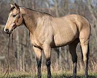 barrel-quarter-horse