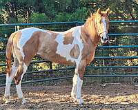 started-under-saddle-mare