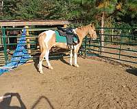 started-under-saddle-pinto-horse