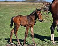 small-star-two-tiny-socks-on-hind-feet-horse