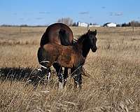 bay-small-star-two-tiny-socks-on-hind-feet-horse