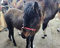 adventurous-missouri-fox-trotter-horse