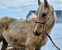 nice-reach-tennessee-walking-horse