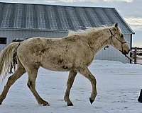 traveler-tennessee-walking-horse