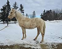 tundra-tennessee-walking-horse