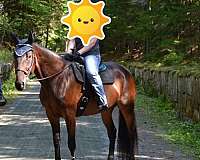 adopted-standardbred-horse