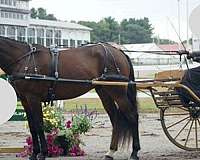 age-standardbred-horse