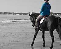 blues-standardbred-horse