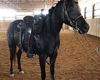 arabian-horse-for-sale