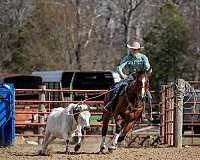 barrel-quarter-horse