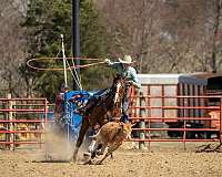 barrel-racing-quarter-horse