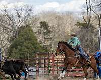 calf-roping-quarter-horse