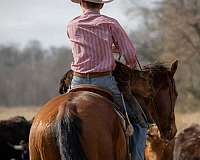 husband-safe-quarter-horse