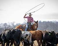 ranch-versatility-quarter-horse