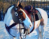 tobiano-dun-marking-horse