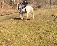 mid-ohio-draft-horse-sale-paint