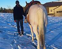 mid-ohio-gelding