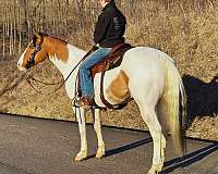 mid-ohio-draft-horse-sale-gelding