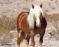 athletic-haflinger-pony