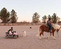 beginner-haflinger-pony