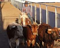 kid-safe-haflinger-pony