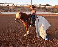 ranch-haflinger-pony