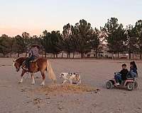 ranch-work-haflinger-pony