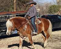 show-haflinger-pony