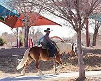 trail-riding-haflinger-pony