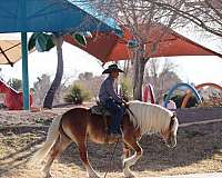 western-riding-haflinger-pony