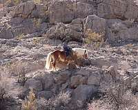 working-cattle-haflinger-pony