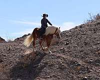 youth-haflinger-pony