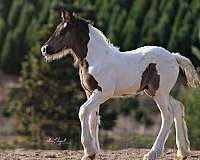 halter-working-colt-mare