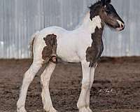 sabino-halter-working-horse