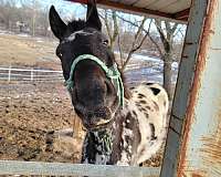 grade-gelding-appaloosa-horse