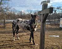 heads-appaloosa-horse