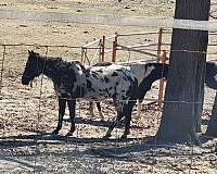 turns-heads-appaloosa-horse