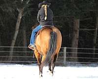 athletic-quarter-horse