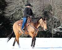 ranch-versatility-quarter-horse