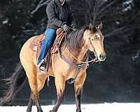 ranch-work-quarter-horse