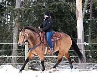 roping-quarter-horse