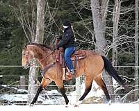 western-riding-quarter-horse